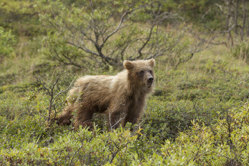 Grizzly bear cub eating blueberries, Denali National Park