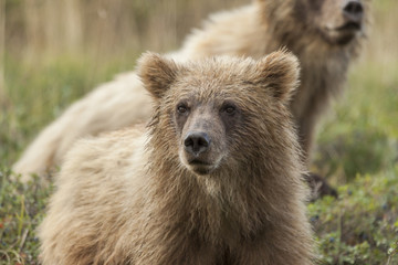 Fototapeta na wymiar Grizzly bear cubs feeding on blueberries in the rain, Denali Nat