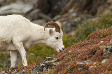 Dall sheep ram grazing in the tundra of Denali National Park.