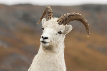 Curious dall sheep ram checking me out in Denali National Park,
