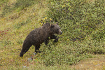 Grizzly bear walking through soapberries in the rain, Denali Nat