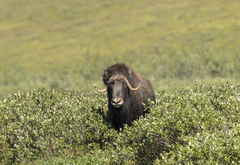 Fototapeta premium Musk ox walking through the willows near the Dalton Highway in A