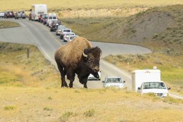 YELLOWSTONE NATIONAL PARK, WYOMING- AUGUST, 25, 2009: A bison by © mtnmichelle