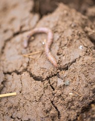 Earthworm lying on soil.