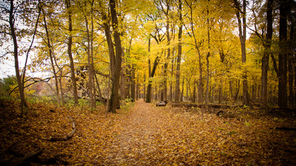 Obraz premium Fall Pictures in Midwest