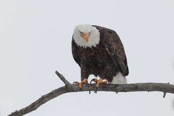 Bald Eagle scoping out dinner on the Madison River, Yellowstone