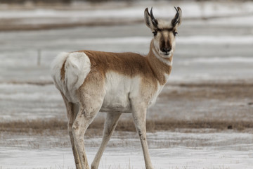 Pronghorn in winter in Yellowstone National Park.