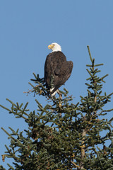 Bald eagle cooling off on top of a Sitka spruce in Kenai Fjords