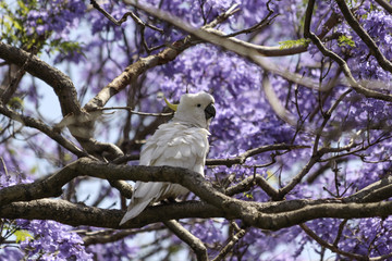 Fototapeta premium Sulfer Crested Cockatoo