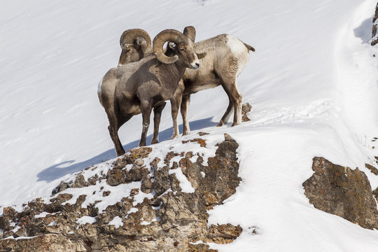 Bighorn Rams in Lamar Valley, Yellowstone National Park.