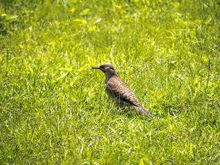 Northern Flicker in grass in summer