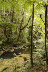 Rainforest in Lamington National Park, Australia