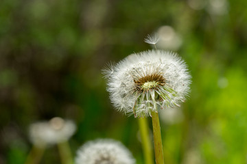 Taraxacum officinale Dandelion head
