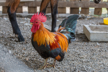 close up portrait of bantam chickens, Beautiful colorful cock