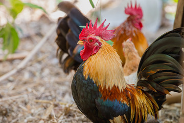 close up portrait of bantam chickens, Beautiful colorful cock