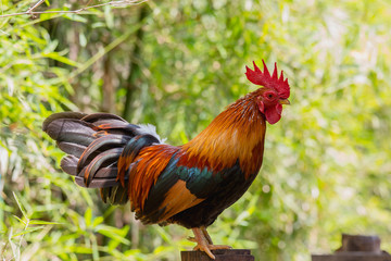 close up portrait of bantam chickens, Beautiful colorful cock