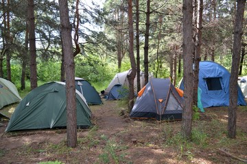 Палаточный лагерь в сосновом лесу