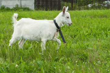 goats playing on the green grass 
