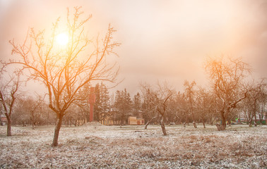 garden in snow