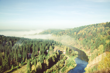 thick morning mist in coniferous forest. coniferous trees, thickets of green forest.