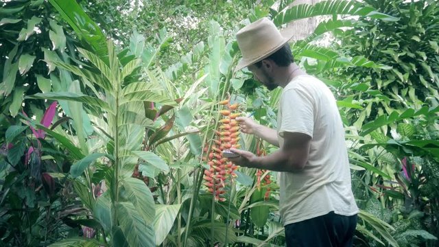 Hispanic man studying and taking notes of the vegetation in the jungle. 4k