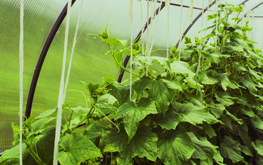 Cucumber bed in the greenhouse polycarbonate