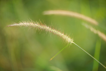 Grass of meadow in the wind , Solf focus for background.