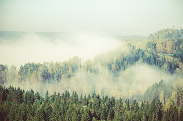 thick morning mist in coniferous forest. coniferous trees, thickets of green forest.