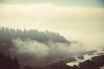 Fototapeta premium thick morning mist in coniferous forest. coniferous trees, thickets of green forest.