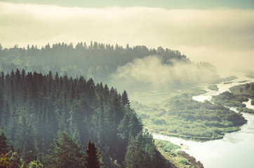 thick morning mist in coniferous forest. coniferous trees, thickets of green forest.