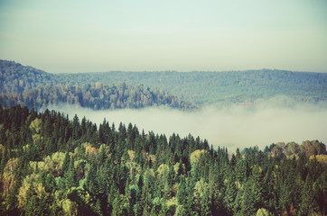 thick morning mist in coniferous forest. coniferous trees, thickets of green forest.