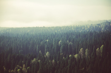 thick morning mist in coniferous forest. coniferous trees, thickets of green forest.