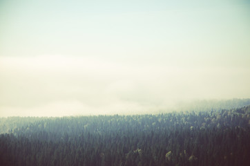 thick morning mist in coniferous forest. coniferous trees, thickets of green forest.