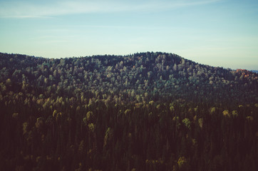 thick morning mist in coniferous forest. coniferous trees, thickets of green forest.