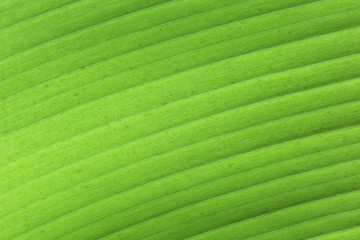 Tropische grüne Blattstruktur