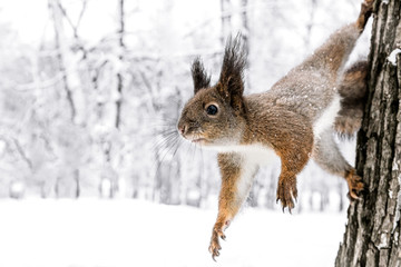 little red squirrel sticking to tree trunk stretching to get some food