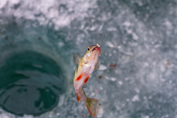 The perch above the hole in the ice, caught on Lake Baikal by ice fishing.
