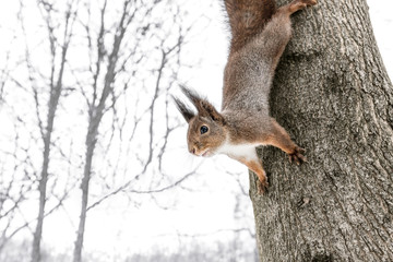 curious young squirrel sits on tree trunk and looks for quick meal in winter park