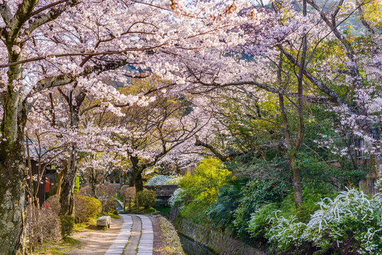 Spring in Kyoto