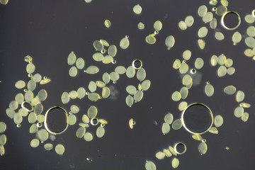 Mikroskopie Amaryllis Pollen