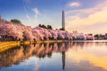Foto auf Acrylglas Amerikanische Orte Washington DC im Frühling