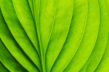  leaf background