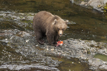 Obraz na płótnie Canvas Grizzly cub eating salmon at Russian River, Alaska