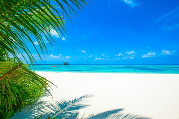 tropical beach in Maldives - obrazy, fototapety, plakaty