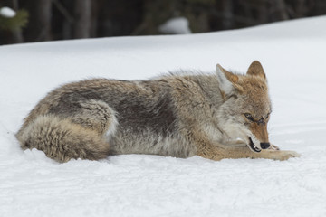 Obraz premium Coyote feeding on an elk bone in Yellowstone National Park