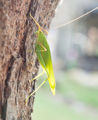 green bug on a tree