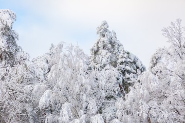 Beautiful winter trees branches with a lot of snow