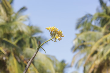 Fototapeta premium Frangipani flowers, outdoor