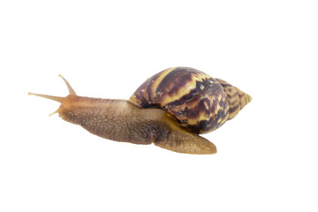 Land snail isolated on white background