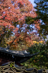 the Autumn view of the temple and its wall made of roof tiles